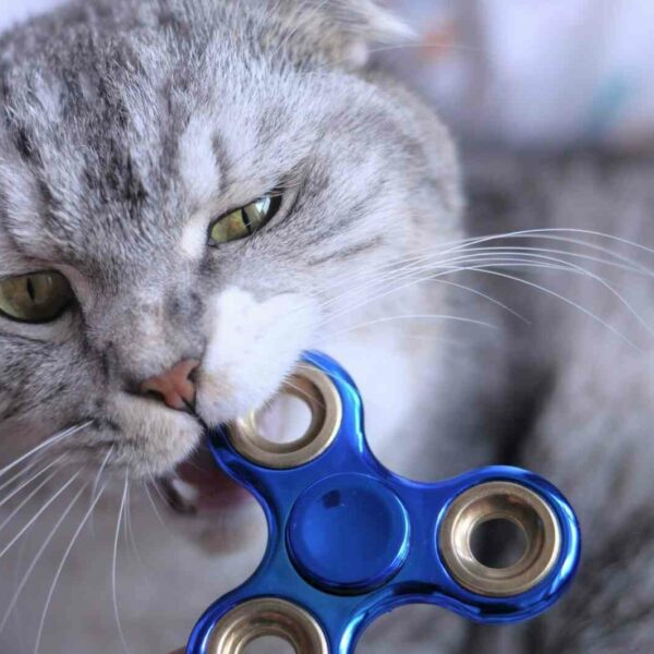 Sensory toys for adults with autism, ADHD, and anxiety. Cat playing with a fidget spinner.