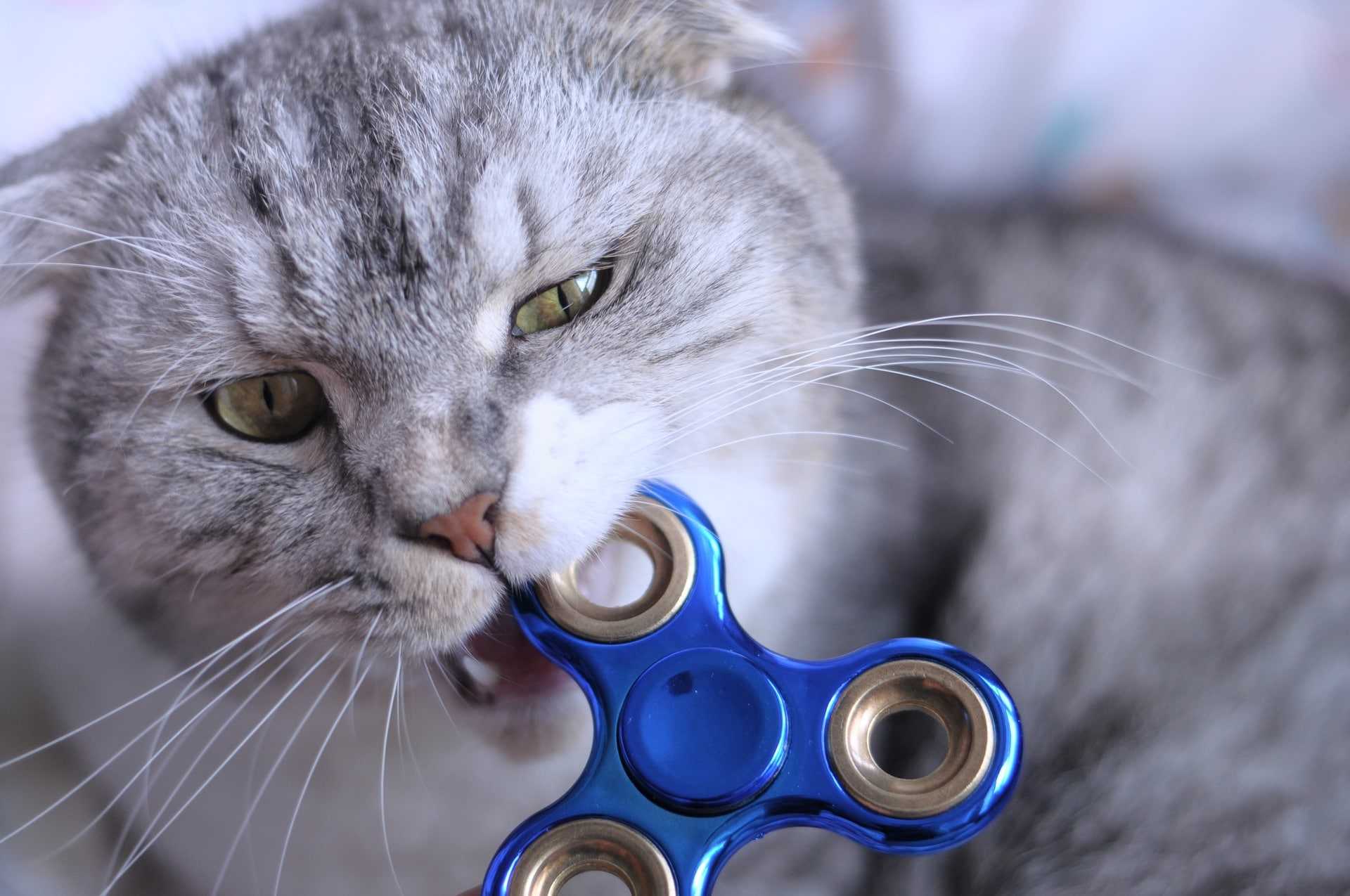Sensory toys for adults with autism, ADHD, and anxiety. Cat playing with a fidget spinner.
