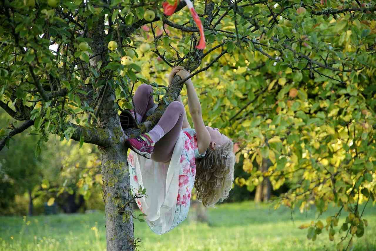 Adventurous child climbing tree