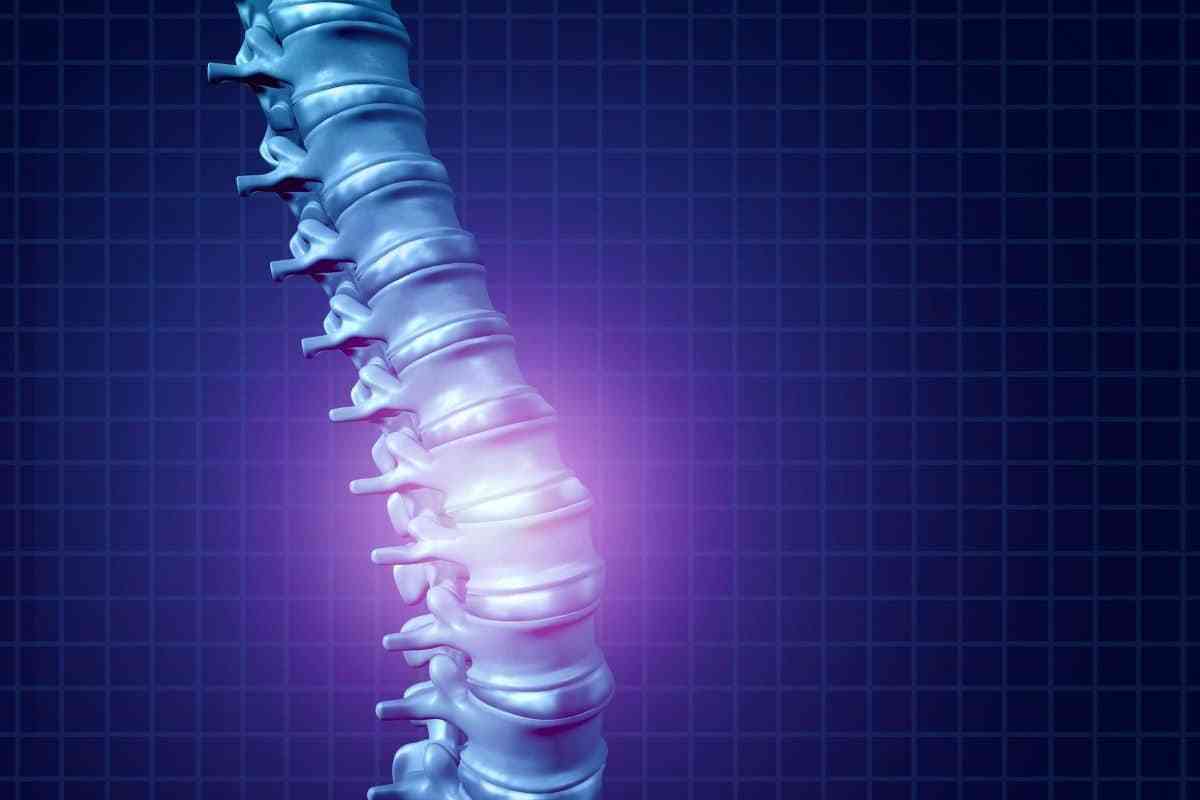 Spinal cord and spine