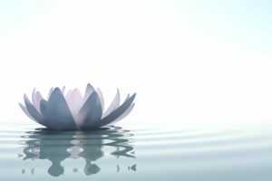 Mindfulness: lotus flower floating in a pond.