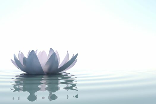 Mindfulness: lotus flower floating in a pond.