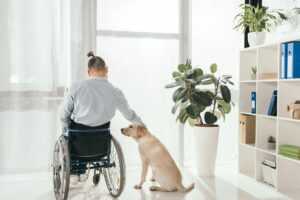 Man in a wheelchair petting his Labrador retriever dog while looking out the window.