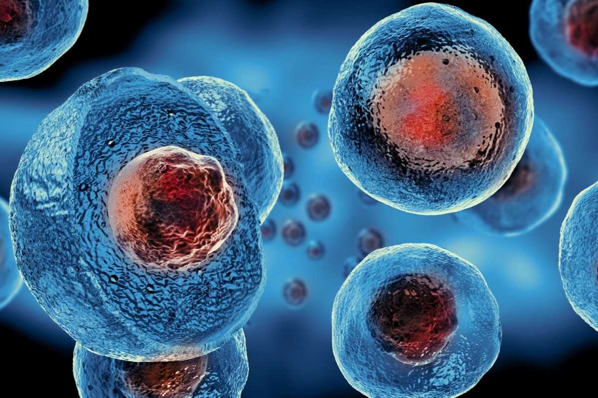 Stem cells