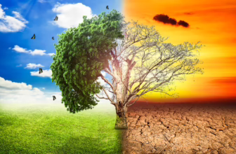 Climate change concept with dying tree.