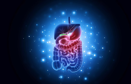Digestive system.