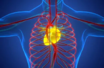 Heart and circulatory system.