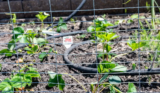 Spoon Theory in the Yard: How to Protect Your Garden Without Overdoing It