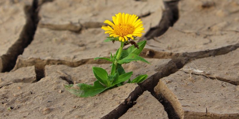 12 Self-Advocacy Skills for Adults With a Disability or Chronic Illness